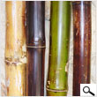 Varnished Bamboo 2In X 8Ft (pack 4 poles)