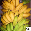 Bunch of Bananas Hua Moa