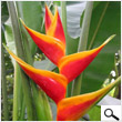 Heliconia flower
