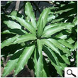 Mango Leaves