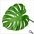 Monstera leaves