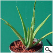 Baby Aloe Vera Tree (12 inches)