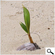 Babycoconut tree (12 inches)