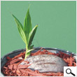Babycoconut tree (5 inches)